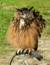 The Hoo Hoo Owl Royalty Free Stock Photo