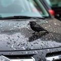 The hood of the car is covered in bird droppings and there is a small black bird