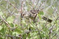 A Hood mockingbird eating a privet hawk moth caterpillar on EspaÃÂ±ola Island in the Galapagos Islands, Ecuador, South America