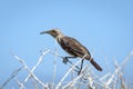 The Hood mockingbird / EspaÃÂ±ola mockingbird Mimus macdonaldi on Isla EspaÃÂ±ola in the Galapagos Islands, Ecuador, South America