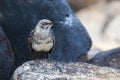 Hood Mockingbird, Mimus macdonaldi, endemic species from the Galapagos