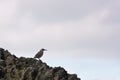 Hood mockingbird resting on a rock