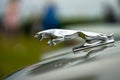 Hood ornament of the sports car Jaguar Jaguar in the jump, closeup.