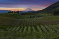 Hood River Pear Orchards at Sunset in Oregon Royalty Free Stock Photo