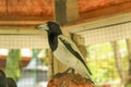 The hooded butcherbird facing left Royalty Free Stock Photo