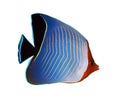 Hooded butterflyfish Royalty Free Stock Photo