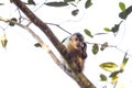 Hooded Capuchin in tree, Pantanal, Brazil