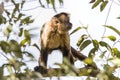 Hooded Capuchin climbing in tree in Brazil