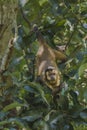 Hooded Capuchin climbing in tree in Brazil