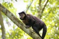 Hooded capuchin climbing on a tree trunk, , Iguazu, Misiones, Argentina