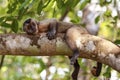 Hooded Capuchin lounges on a tree branch, Bom Jardim, Mato Grosso, Brazil