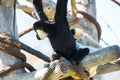 Hooded Capuchin Monkeys