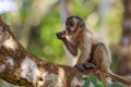 Hooded Capuchin eating on a tree branch, Lagoa das Araras,