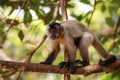 Hooded Capuchin on a tree branch, Bom Jardim, Mato Grosso, Brazil