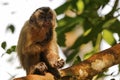 Hooded Capuchin on a tree branch, Lagoa das Araras, Brazil