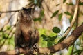 Hooded Capuchin sitting on a branch, Lagoa das Araras, Bom