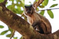 Hooded Capuchin sitting on a branch, Lagoa das Araras, Bom