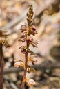 Hooded coralroot Corallorhiza striata blooming in the forests of San Francisco bay, California