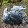 Hooded Crane