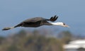 Hooded Crane, Monnikskraanvogel, Grus monacha