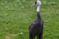 Hooded crane