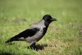 A hooded crow. Royalty Free Stock Photo