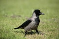 A hooded crow. Royalty Free Stock Photo