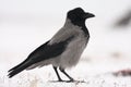 Hooded Crow Royalty Free Stock Photo