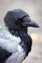 Hooded Crow Royalty Free Stock Photo