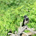 Hooded Crow Royalty Free Stock Photo