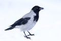 Hooded Crow