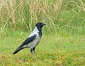 Hooded Crow