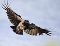 hooded crow in the air Royalty Free Stock Photo