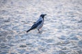 Hooded crow on a beach of the Baltic sea Royalty Free Stock Photo