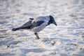 Hooded crow on a beach of the Baltic sea Royalty Free Stock Photo