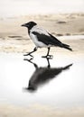 A hooded crow at the beach ( Corvus Cornix ) Royalty Free Stock Photo