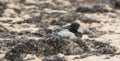 Hooded Crow at the beach Royalty Free Stock Photo