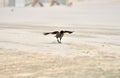 Hooded crow on the beach Royalty Free Stock Photo