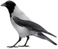 Hooded crow bird Royalty Free Stock Photo