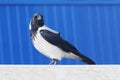 Hooded crow bird on blue background Royalty Free Stock Photo