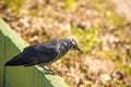 Hooded crow, bird of the Polish fauna