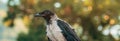 Hooded crow bird in park Royalty Free Stock Photo