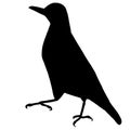 Hooded crow black silhouette design