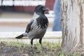 Hooded crow in the city park. Ravens in the city. Close up photo