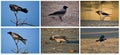 Hooded Crow collage Royalty Free Stock Photo