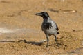 Hooded Crow (Corvus cornix) Royalty Free Stock Photo