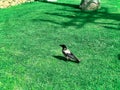 Hooded Crow Corvus cornix on a background of green grass . Smart crow bird standing still on the grass taken from side.