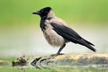 Hooded Crow, Corvus cornix, black and grey bird in the nature habitat. Bird sitting on the tree trunk in water. Crow from Hungary.