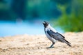 Hooded Crow, Corvus cornix closeup