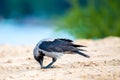 Hooded Crow, Corvus cornix closeup